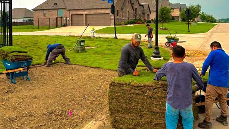 Sod Installation Project near Plano
